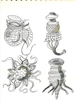Sketchbook - Haeckel drawings 2